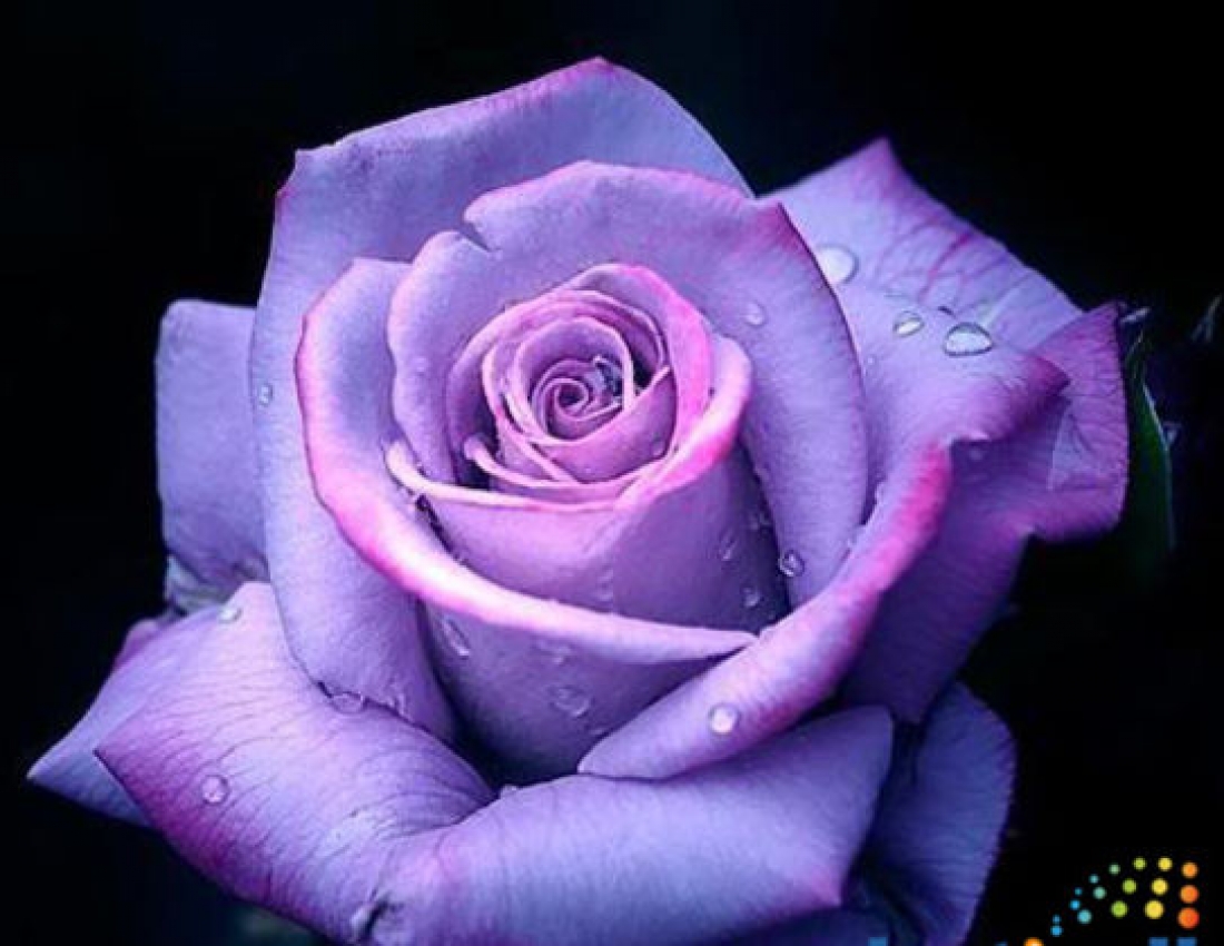 Цвітуть троянди – долі багряні,
ніжності квіти, крила любові ...