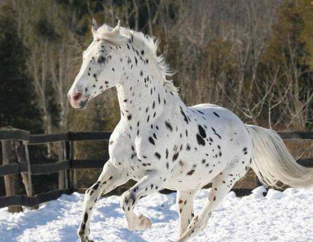 Красені-коні