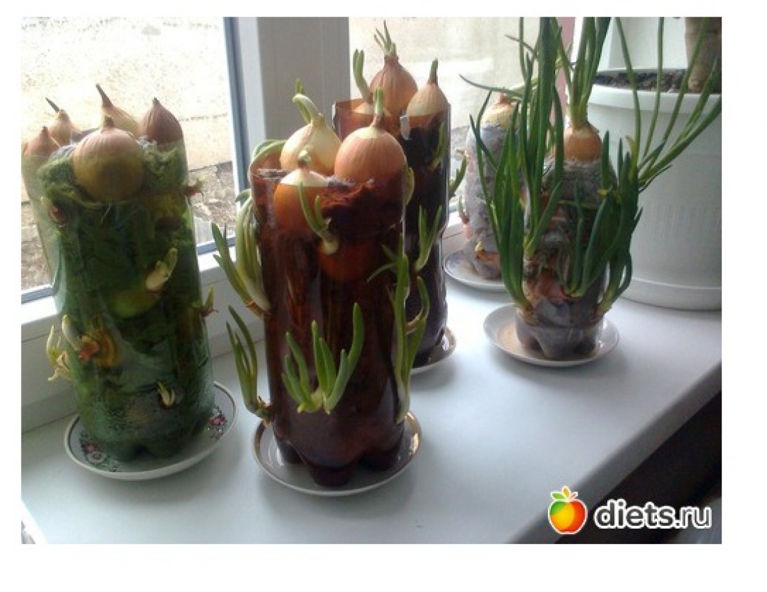 Як виростити цибулю в туалетному папері