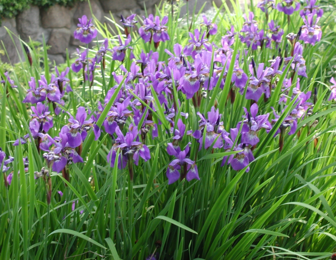 Квітка ірису - символ мужності та відваги...