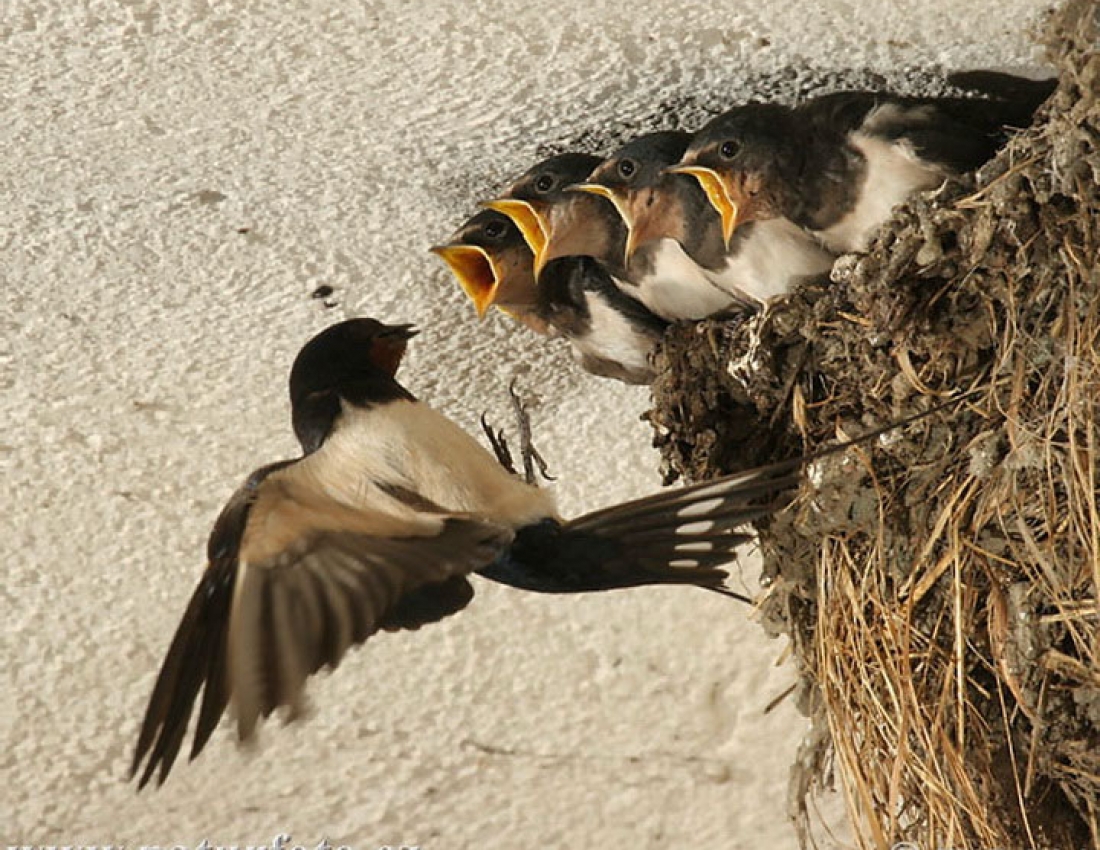 Весняні подарунки або жовторотики :-)