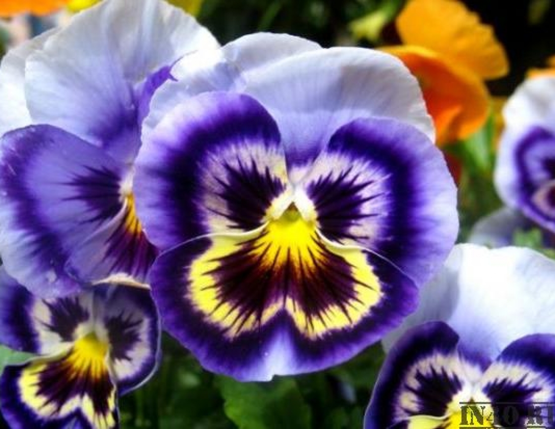 Похожи на анютины глазки. Цветы похожие на виолу. Виола трехцветная. Виола виттрока вельвет. Анютины глазки, виола трехцветная.