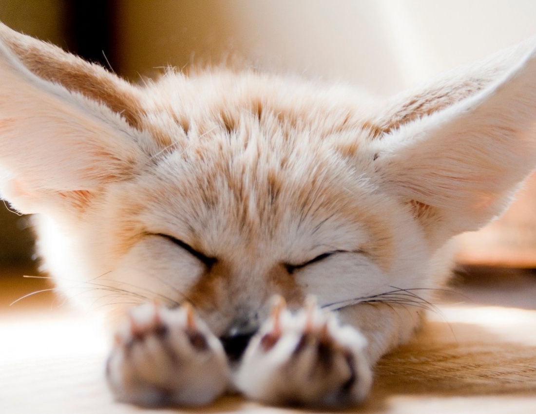 Тваринка з кумедною назвою «фенек» :-)))