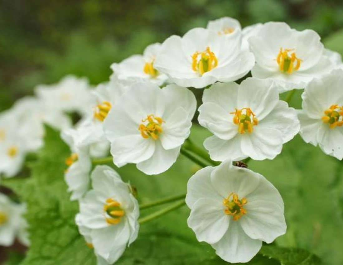 Дива природи: Диво – квітка, що стає прозорою після дощу