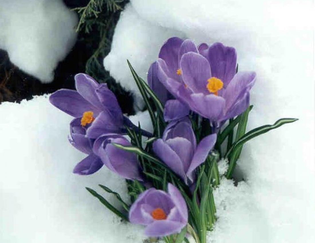 Весняного настрою!