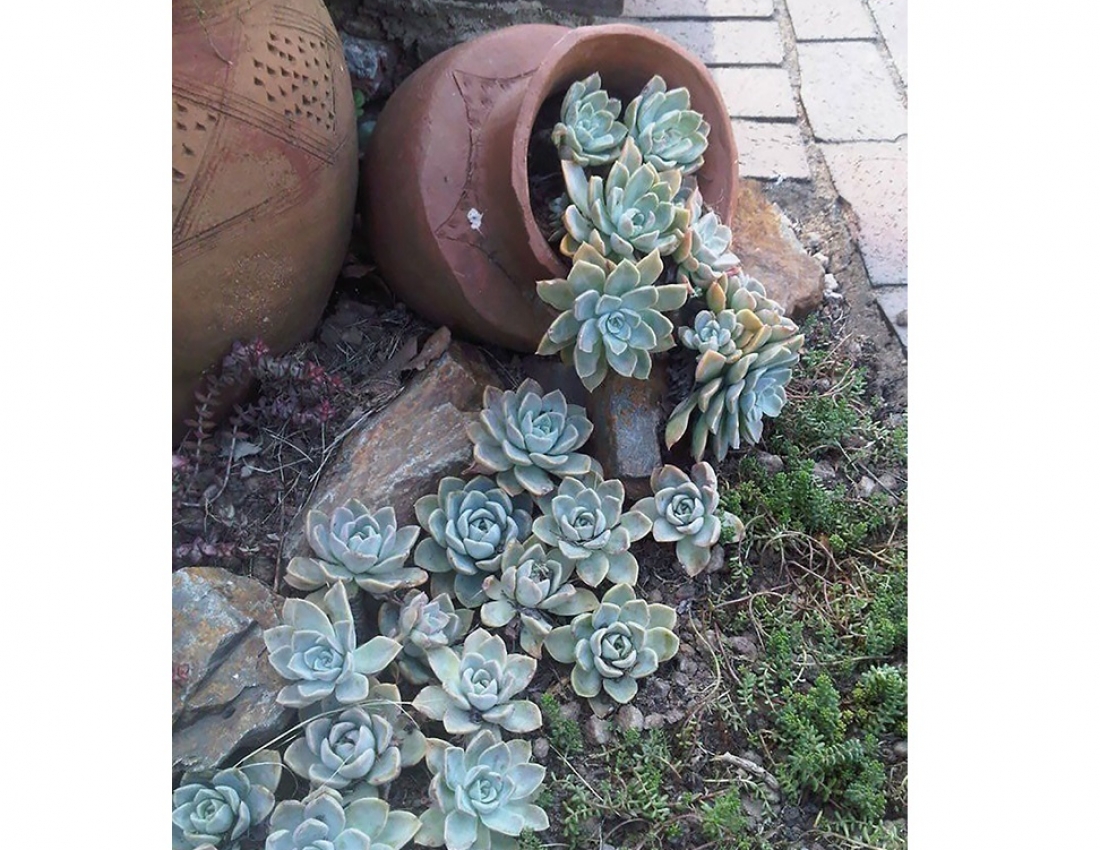 Квітуча ріка - молочні береги...