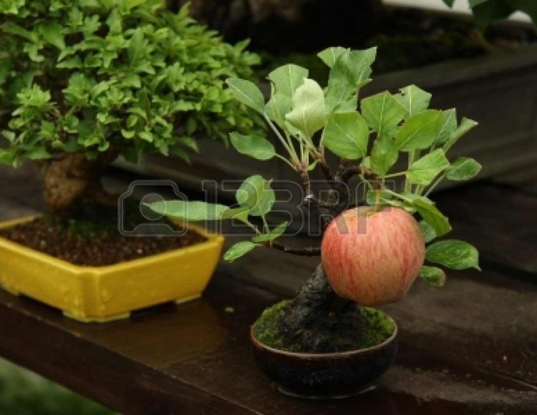 Дивовижний бонсай: коли ліс і сад  у тебе вдома...