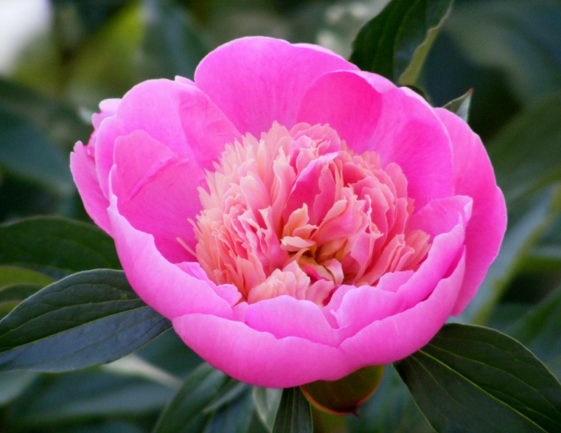 Півонного  пахучого травневого ранку!!!