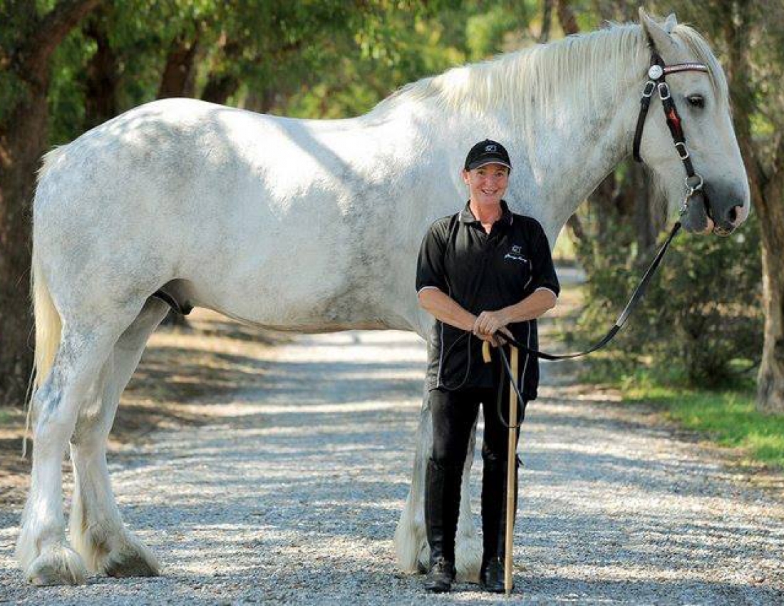 Красені-коні