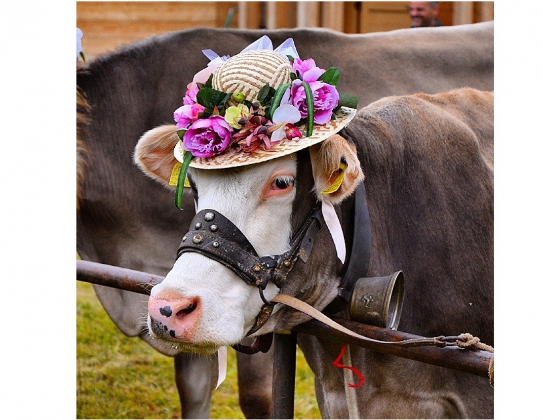 Найсмачніше молоко з таких корівок