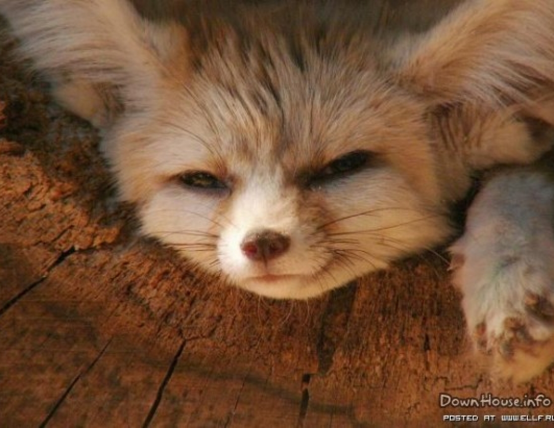 Тваринка з кумедною назвою «фенек» :-)))