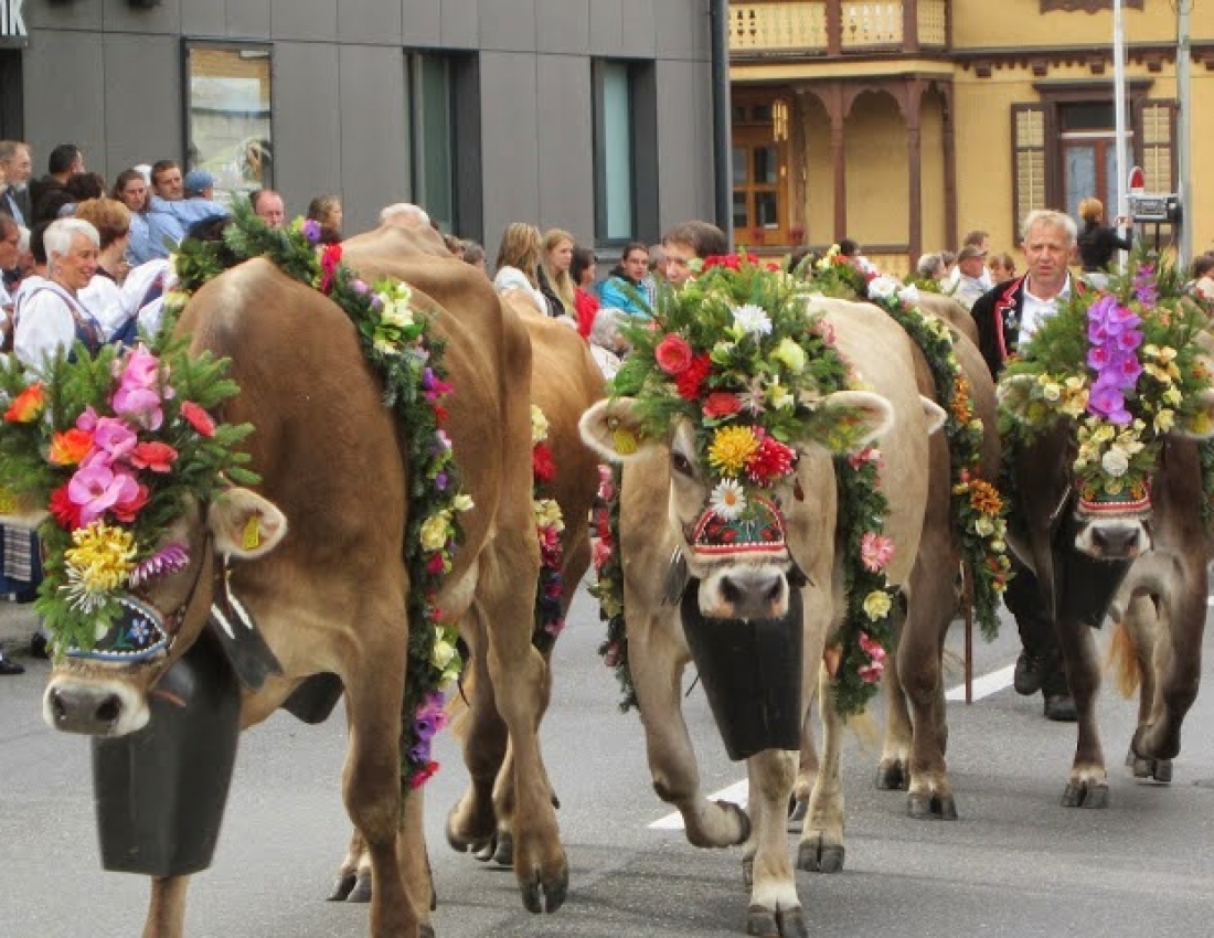 Найсмачніше молоко з таких корівок