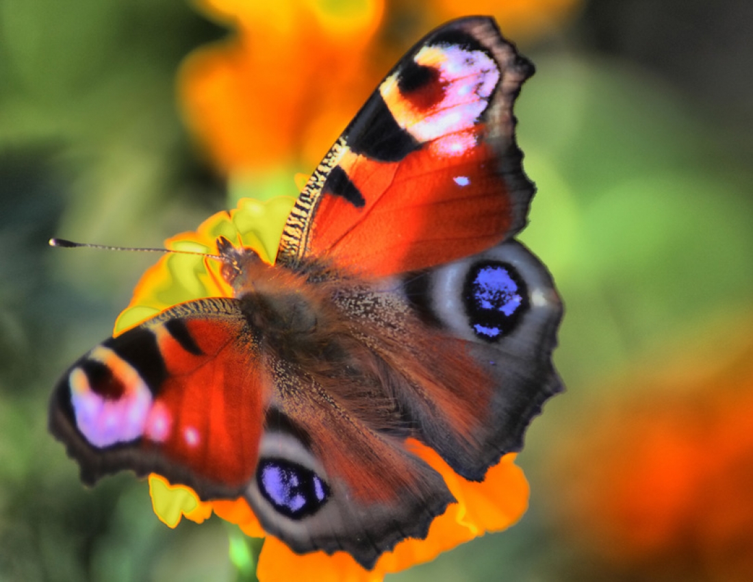 Ті, у кого життя - це квіти...