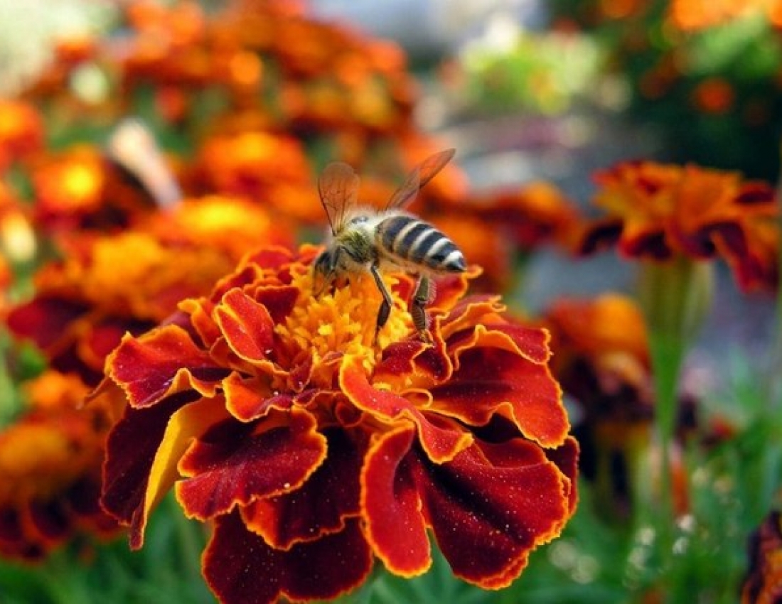 Квітка чорнобривця у нашому житті