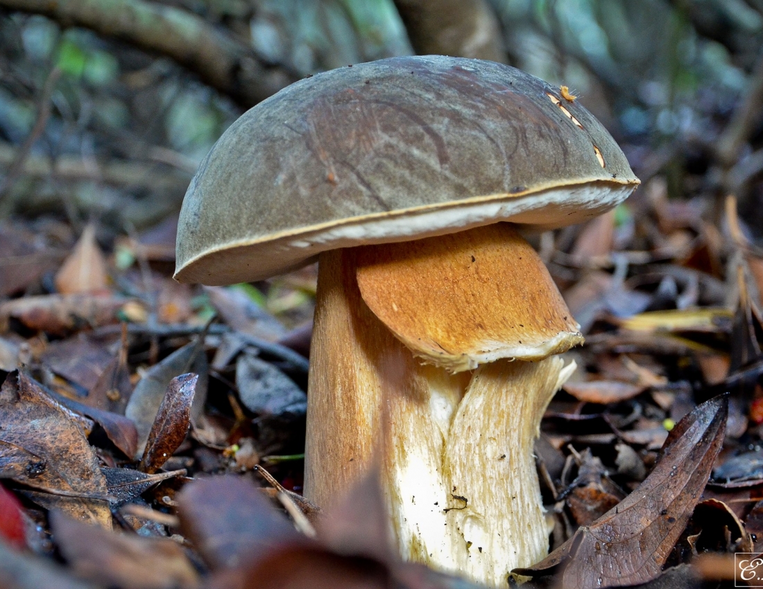 Грибний сезон відкрито!!!...