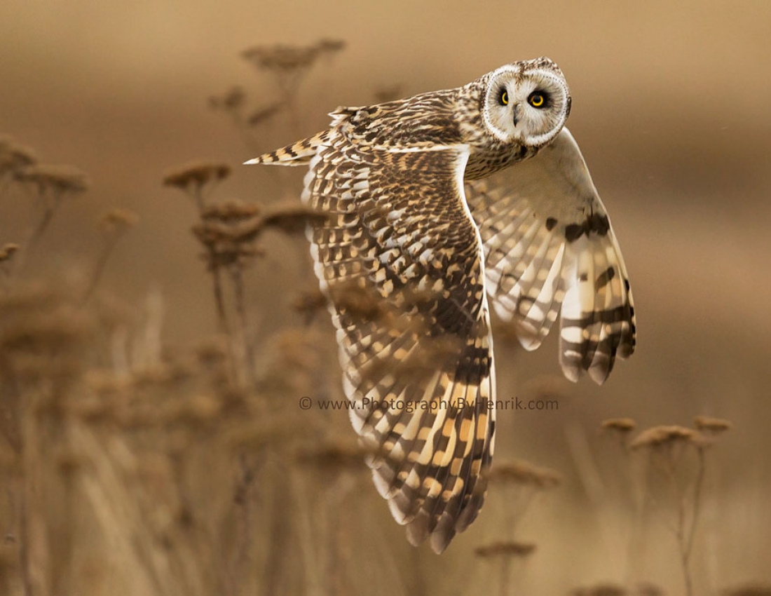 Чому я не сокіл, чому не літаю...
