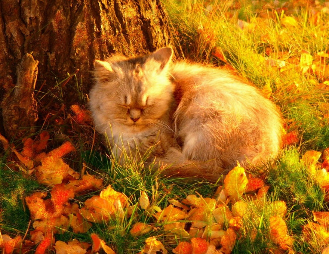 Приємного та муркотливого Вам ранку!