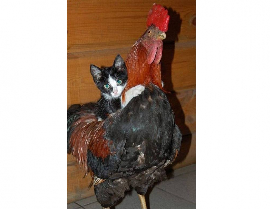 Дружба у світі тварин... :-)