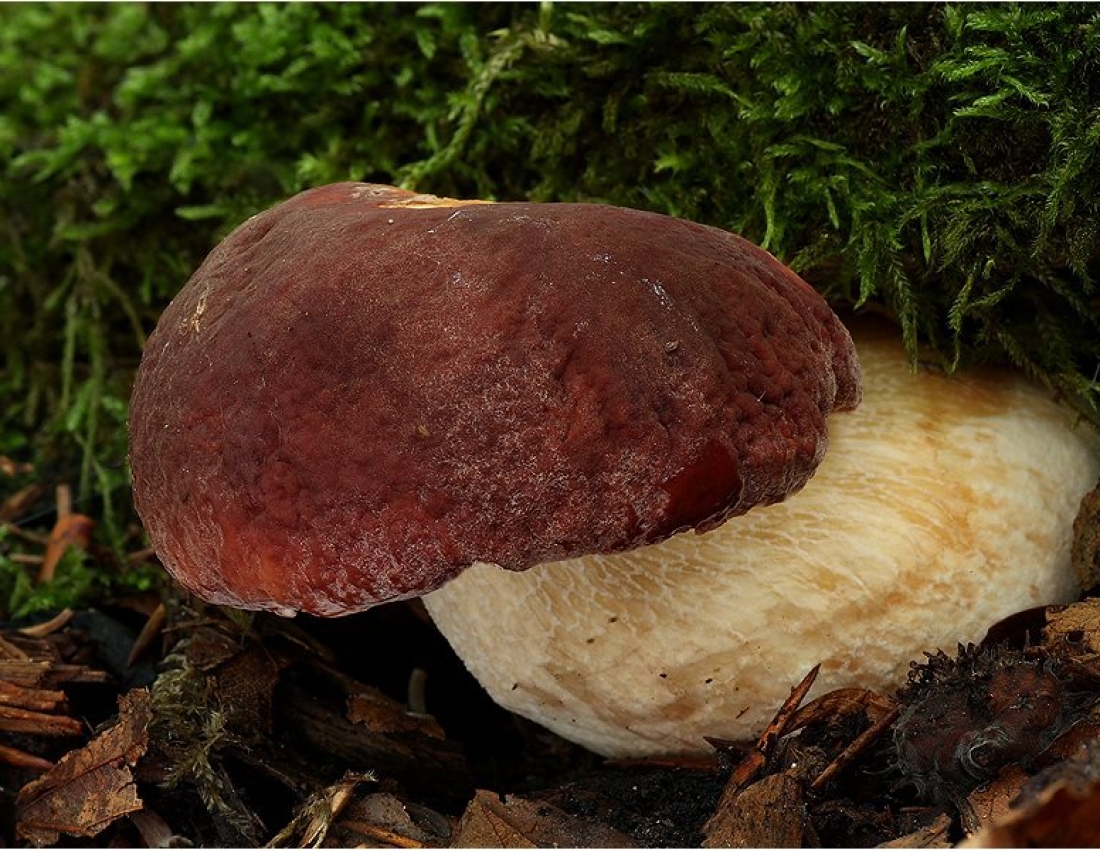 Грибний сезон відкрито!!!...