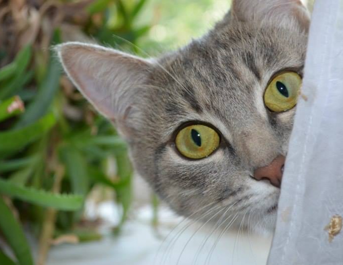 Цікавий світ природи - 4