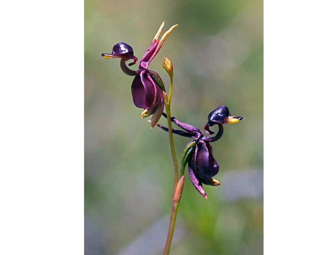 Незвичайні орхідеї, які вражають своєю красою...