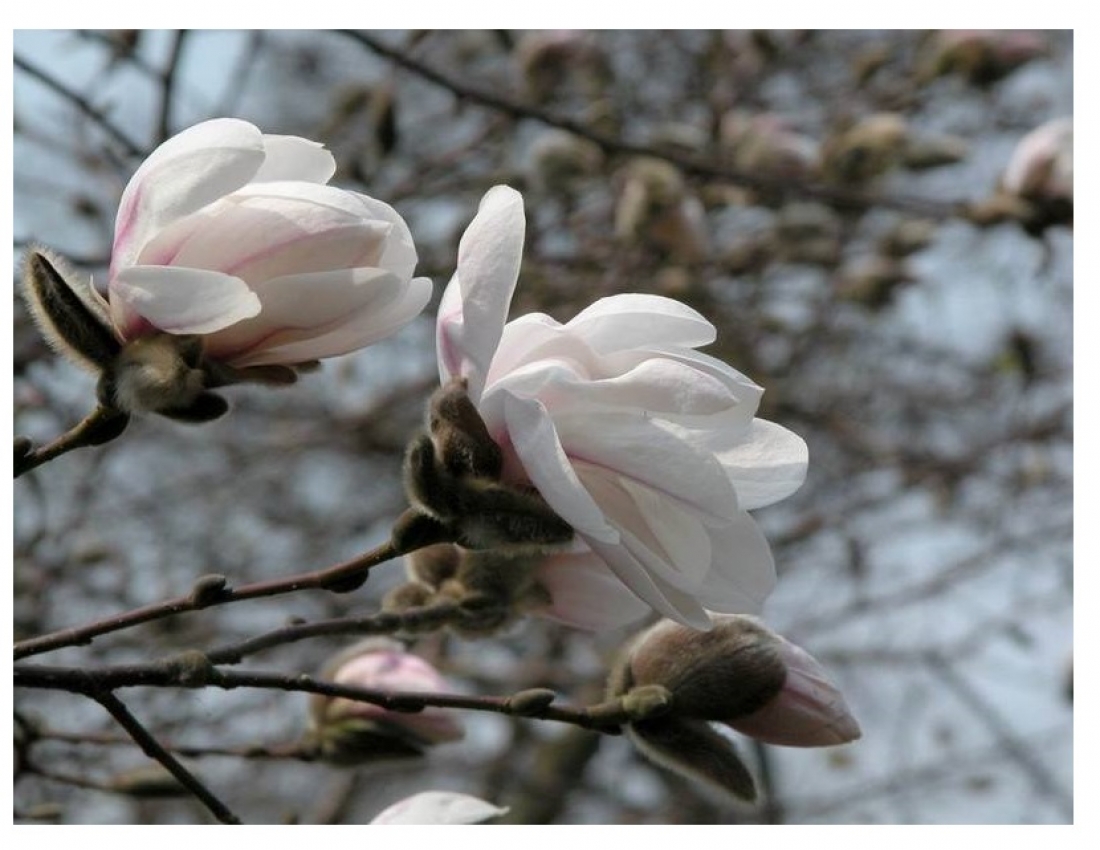 Magnolie ist ein unschätzbares Geschenk der Natur...