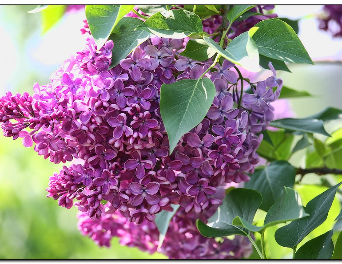 Бузок... Квітка нашого дитинства...