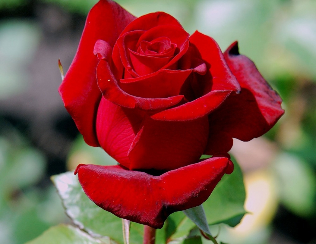 Троянди-троянди... Колюча любов