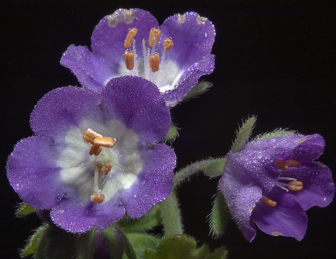 Свіжість, гармонія та колір - усе для нашого гарного настрою)