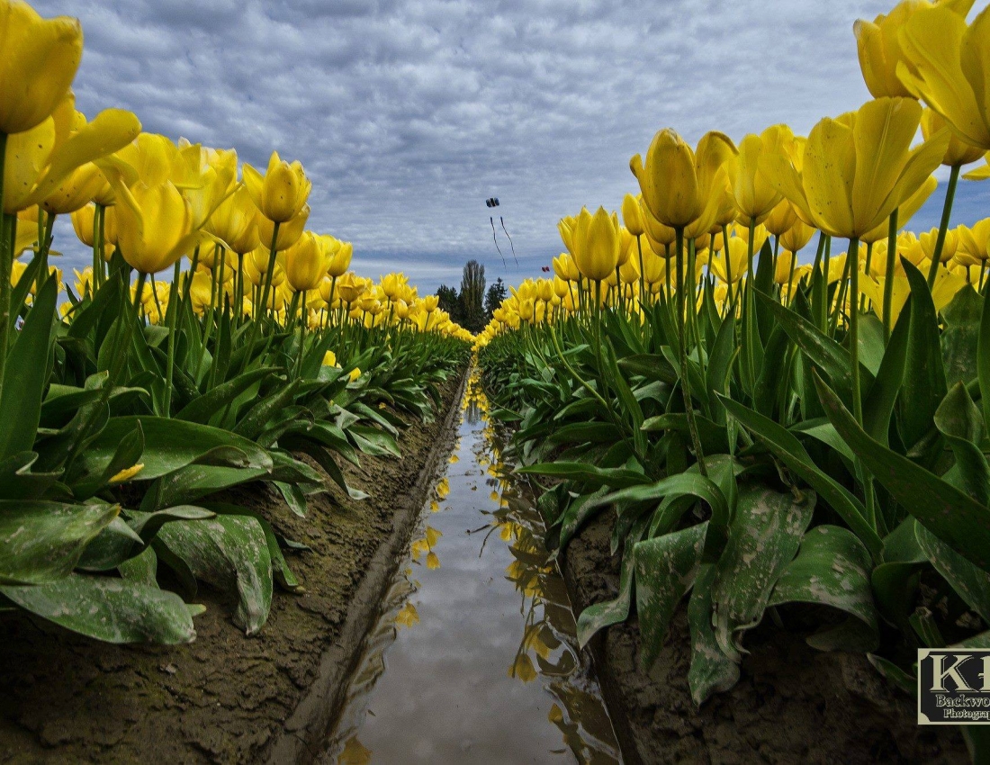 Така проста і така непередбачувана квітка... тюльпан