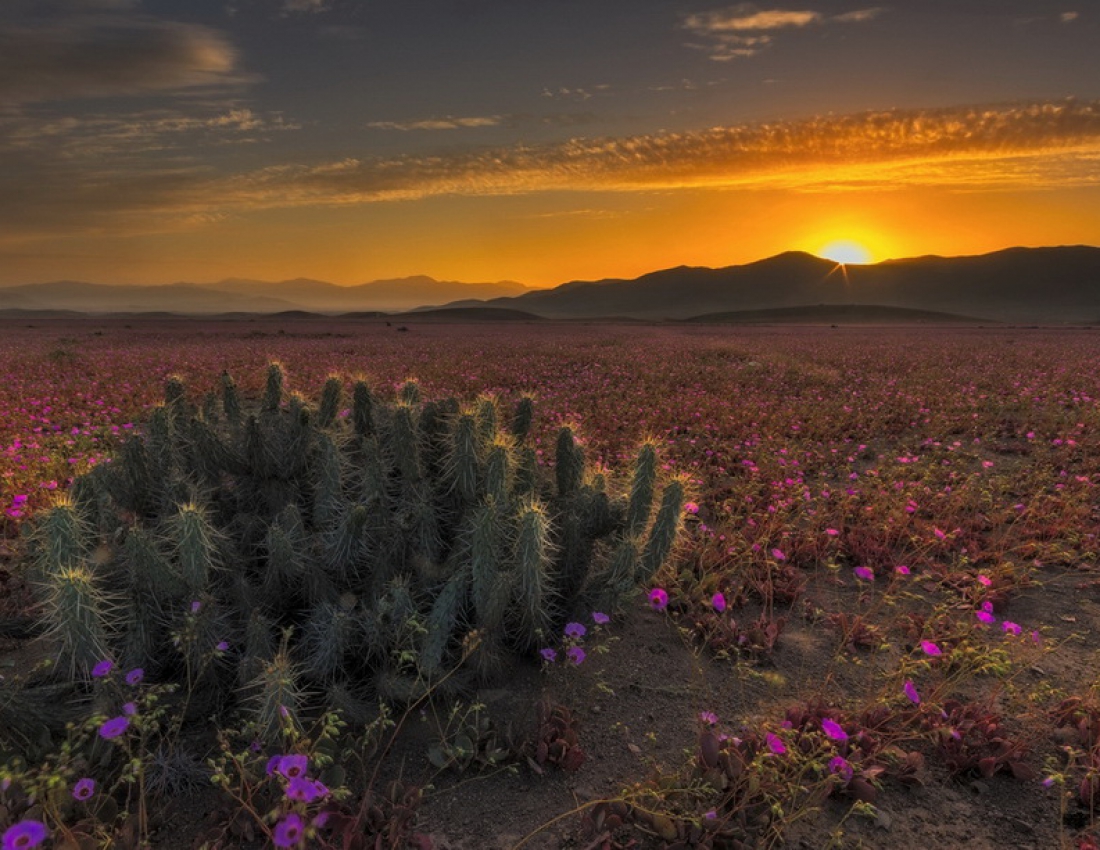 Пустеля та рожеві квіти - виявляється можливо !!!