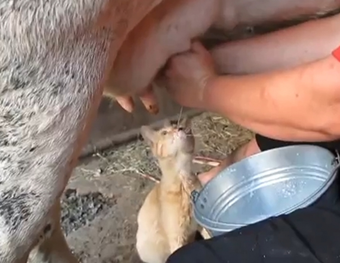 Ти рогата, і я рогата!!!