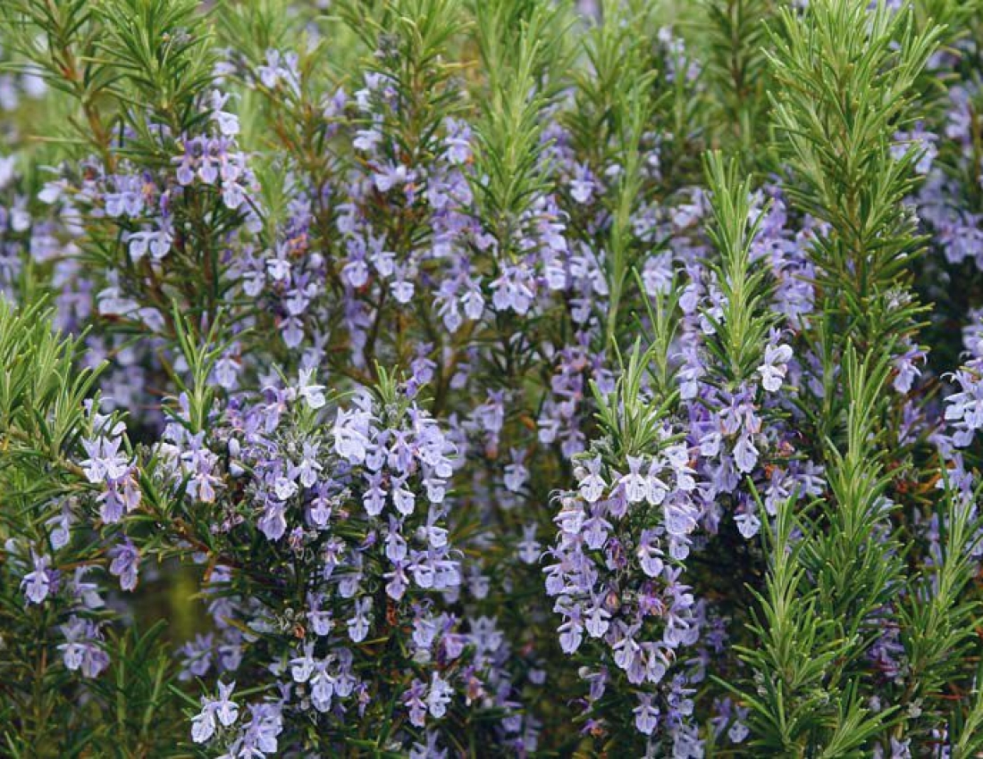 Краса, що лікує ...