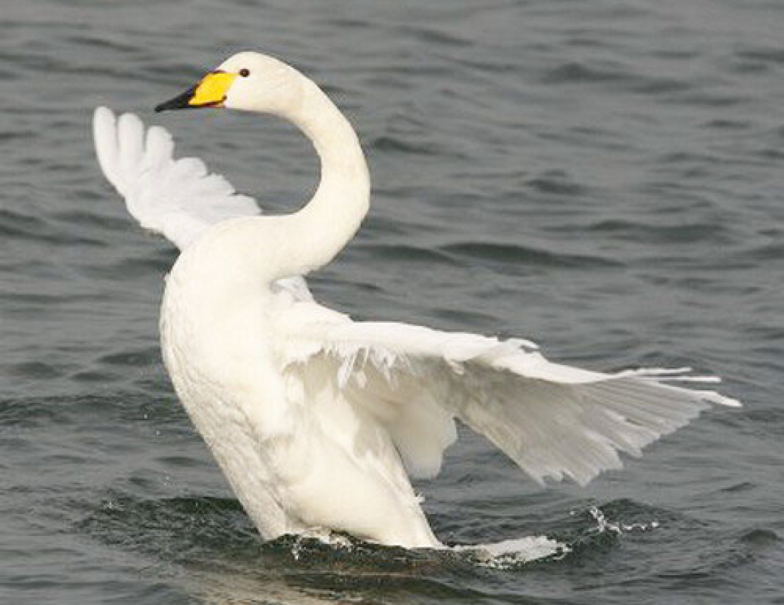 Лебеді кохання, лебеді материнства ...
