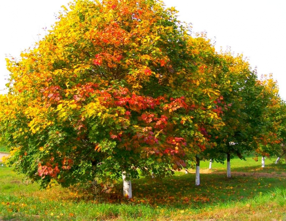 Осінь, осінь...