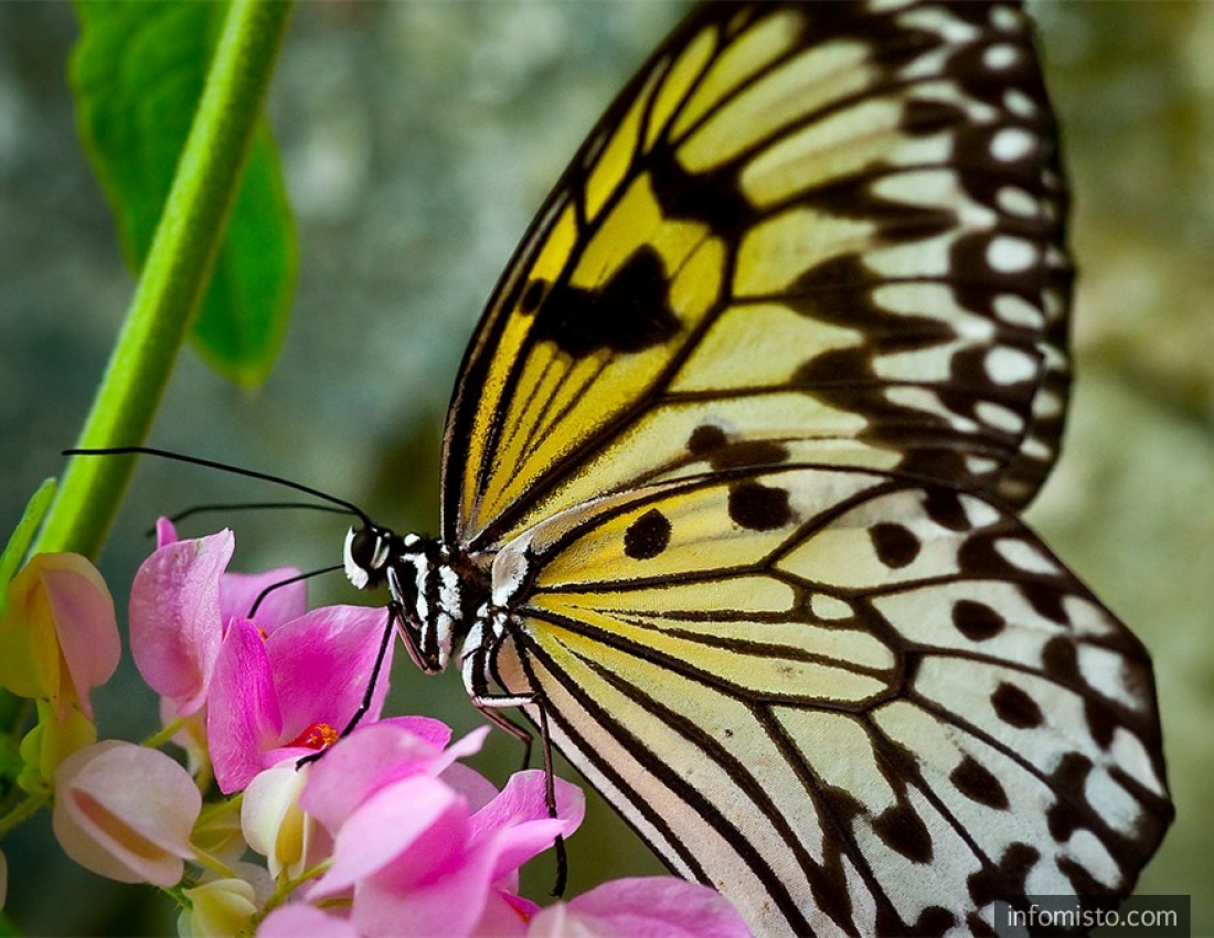 Ті, у кого життя - це квіти...