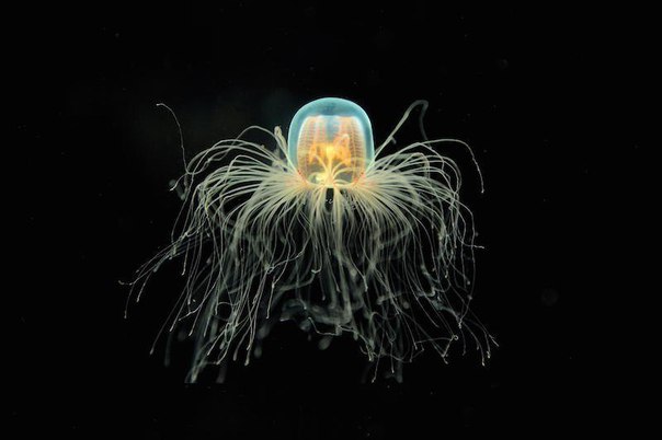 Бессмертная медуза Turritopsis Nutricula – единственное бессмертное существо на Земле.