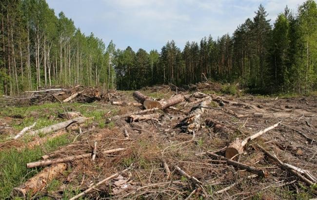 Ущерб от незаконной вырубки лесов в Украине за 2015 вырос в 2,4 раза Ущерб от незаконной вырубки лесов в Украине за 2015 вырос в 2,4 раза