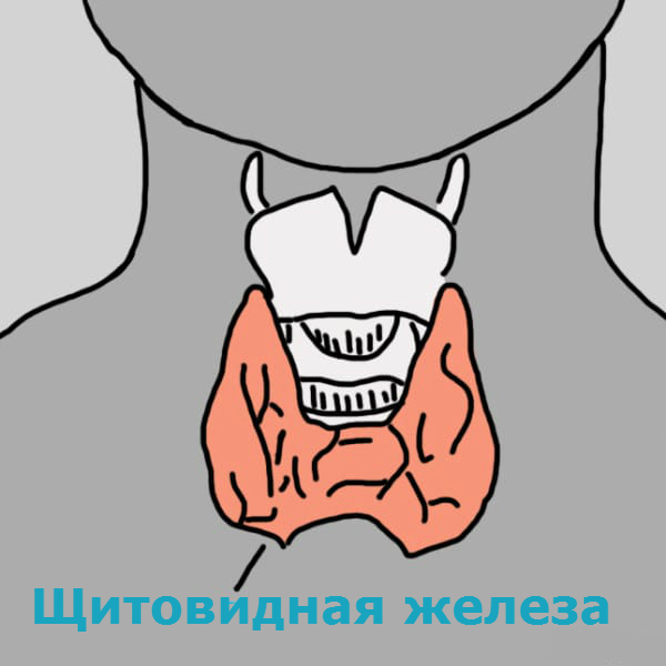 Щитовидная железа — 12 предупреждающих звоночков Щитовидная железа — 12 предупреждающих звоночков