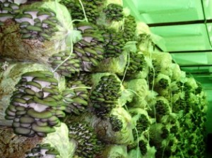 Вирощування глив – бізнес у власному підвалі