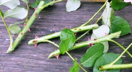 Вирощування троянд із живців – бізнес на балконі