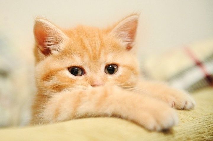Цікаві факти про котів