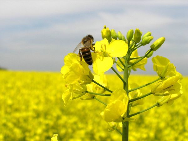 Новий цілющий продукт – ріпаковий мед Новий цілющий продукт – ріпаковий мед