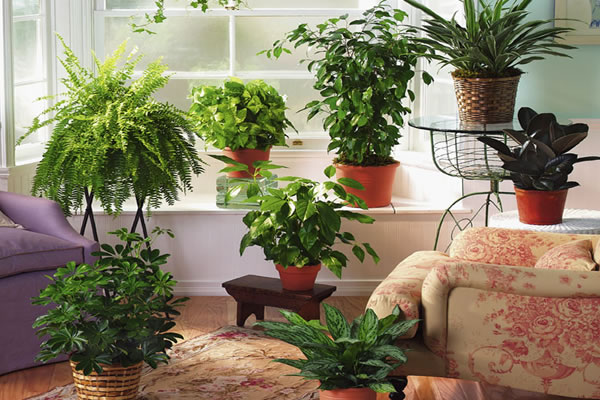 6 советов, как привлечь в дом счастье, любовь и достаток с помощью домашних растений