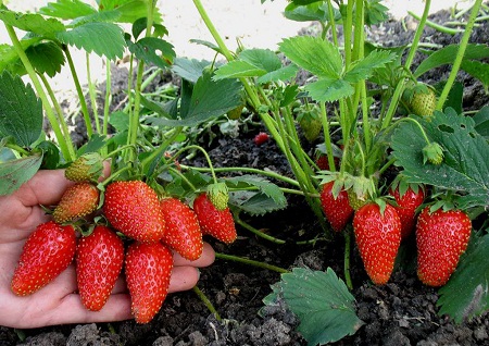 Догляд за полуницею весною і влітку