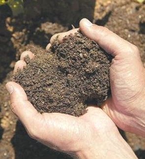 Як визначити і знизити кислотність грунту?