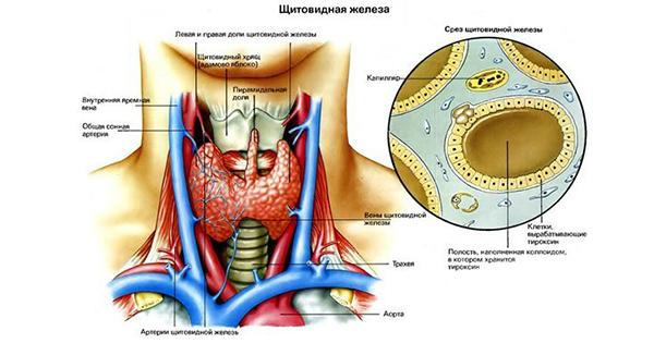 Каша для щитовидной железы: победи проблему и предотврати ее появление! Каша для щитовидной железы: победи проблему и предотврати ее появление!