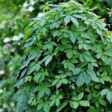 Цілюща екзотика Цілюща екзотика