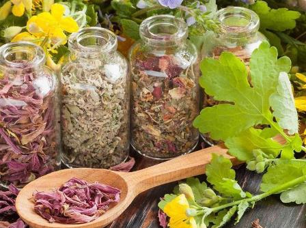 Лучшие противопаразитарные растения — это необходимо знать!