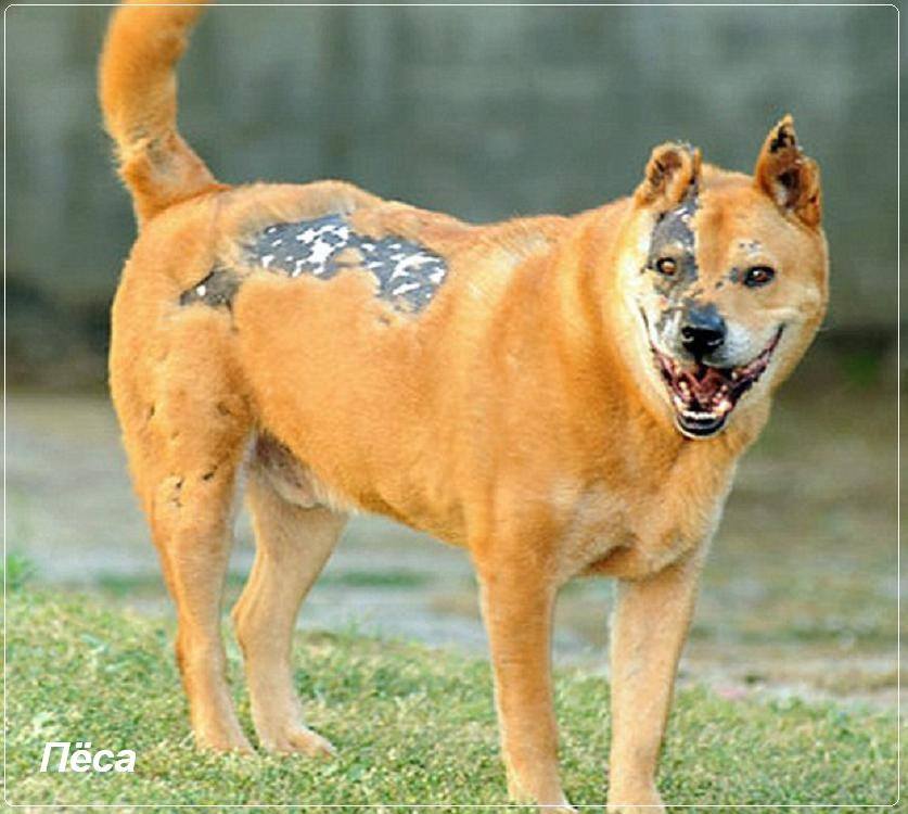 Пёса